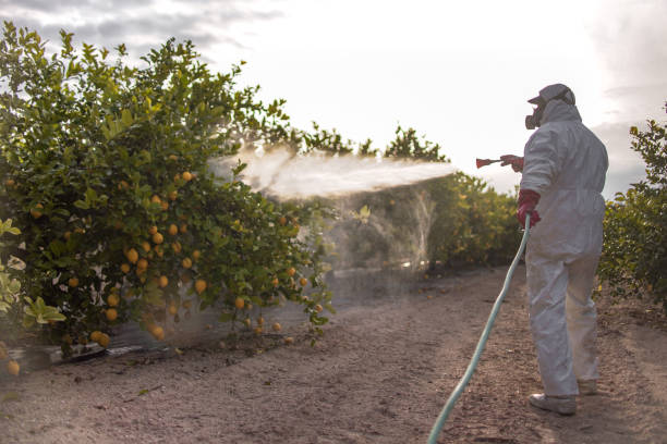 Bird Control in Winlock, WA