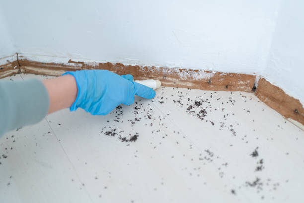 Best Termite Control Services  in Winlock, WA